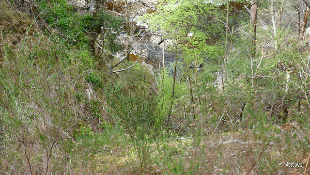 Views along the edge of the River Findhorn from the Sluie Walks' Loops on the Earl of Moray's Estate.