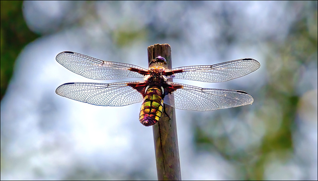 The Dragonfly