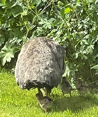Proud Peahen with her chicks