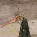 Libelle