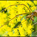 long jawed orbweaver