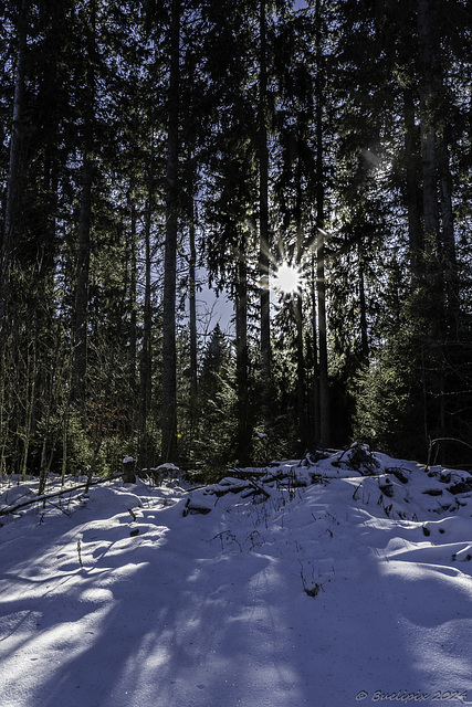 unterwegs im Schwarzwald (© Buelipix)