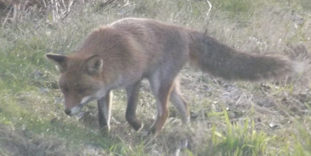 renard (4)