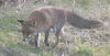 renard (4)