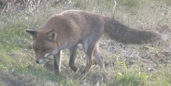 renard (4)