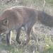 renard (4)