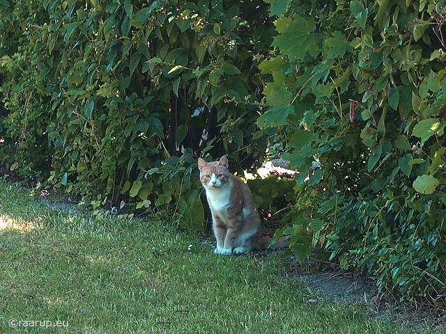 Cats of the Hood, 2