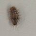 EF7A9758carpetbeetlelarva