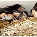 Barn swallow
