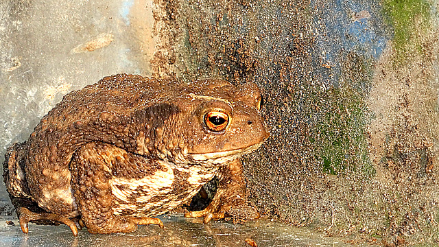 Hoptoad