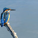 Common kingfisher ~ IJsvogel (Alcedo atthis)...