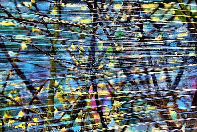 Plants stacked and wrapped in cellophane. Garden Centre Plants stacked and wrapped in cellophane. Garden Centre