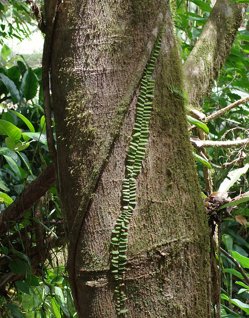 Delicate climber