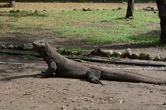 Indonesia, The Dragon from the Island of Komodo Indonesia, The Dragon from the Island of Komodo