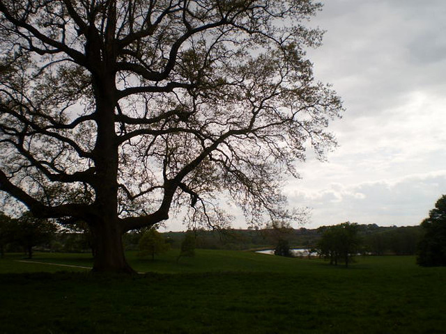 Lawn, trees and pond.