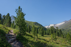 auf dem Zirbenweg bei Obergurgl (© Buelipix)