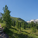 auf dem Zirbenweg bei Obergurgl (© Buelipix)