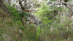 Views along the edge of the River Findhorn from the Sluie Walks' Loops on the Earl of Moray's Estate.