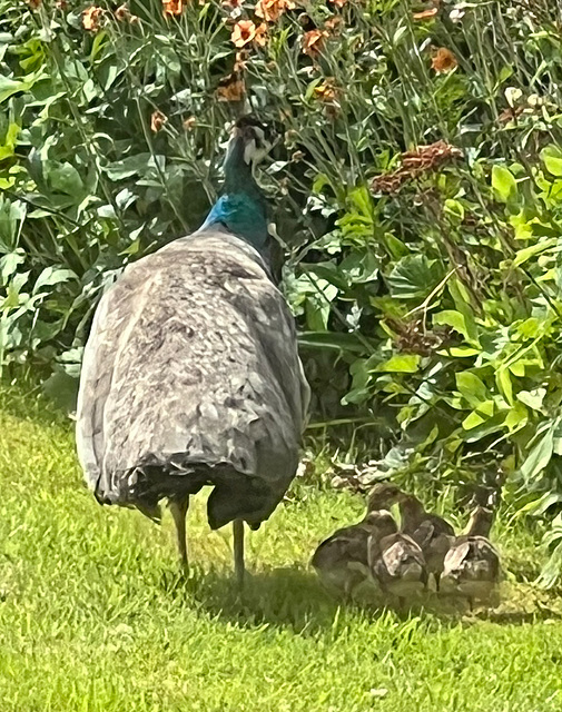 Proud Peahen with her chicks