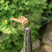 Libelle