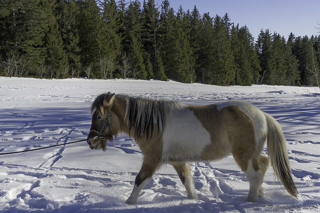 Schnee-Pferd (© Buelipix)