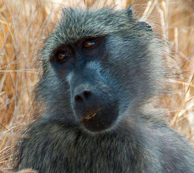 South Africa Kruger Park IGP6373