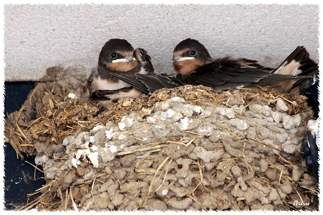 Barn swallow