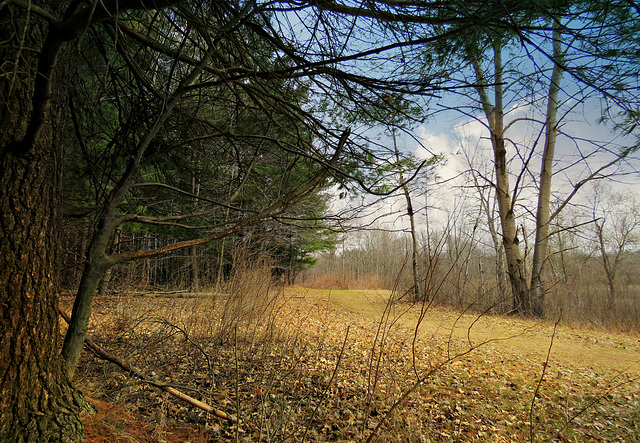 Inwood trails, Washington Township, Michigan