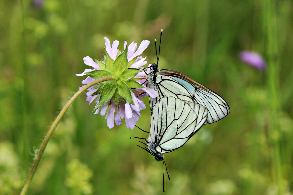 Schmetterlinge im Grünen