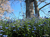 Hilltop Forget-Me-Nots