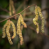 Catkins