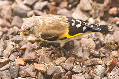 Goldfinch