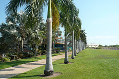Palm Trees At Cullen Bay