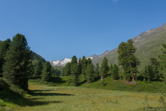 auf dem Zirbenweg bei Obergurgl (© Buelipix)