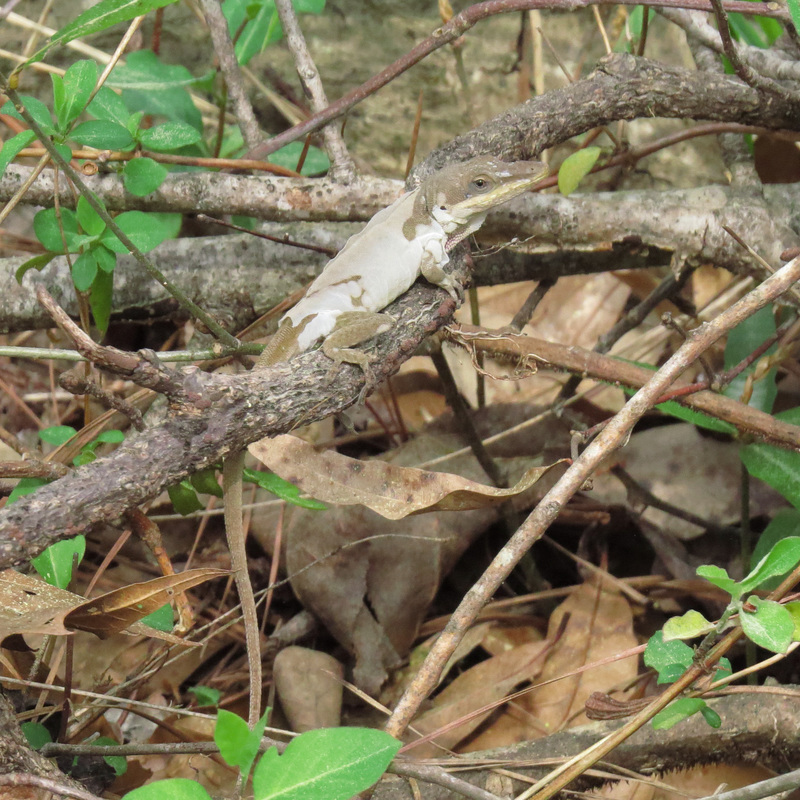 Carolina anole shedding skin