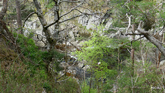 Views along the edge of the River Findhorn from the Sluie Walks' Loops on the Earl of Moray's Estate.