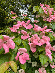 Flowering Dogwood