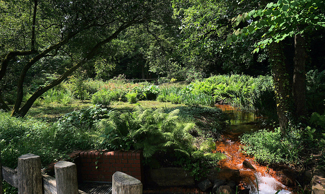 Der Rote Bach im Rombergpark