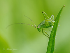 Speckled Bush Cricket Nymph