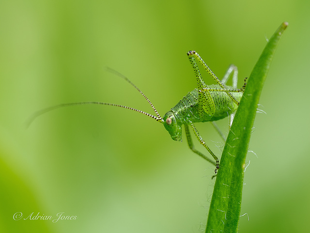 Speckled Bush Cricket Nymph Speckled Bush Cricket Nymph