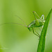 Speckled Bush Cricket Nymph