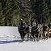 eine andere Art im Schnee unterwegs zu sein (© Buelipix)