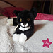 my new little house cat (40 centimeters)