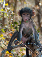 South Africa Kruger Park IGP6379