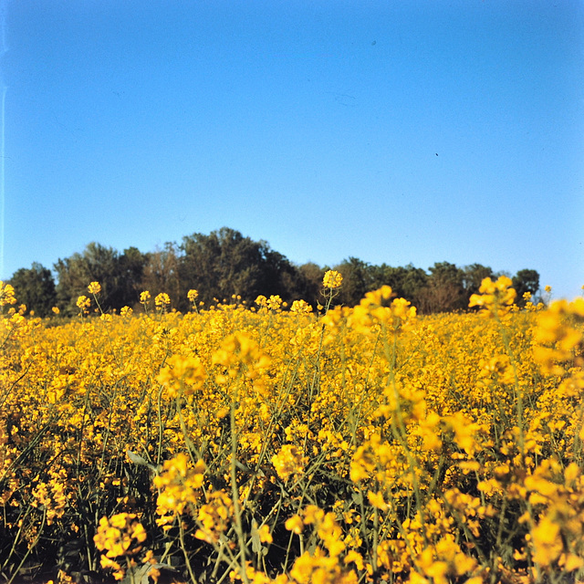 Dans les champs de colza