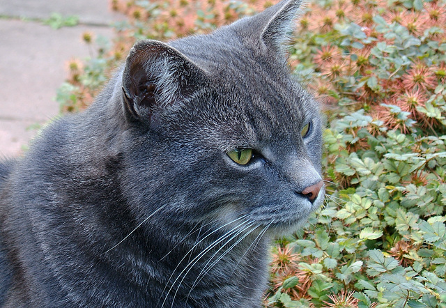 Beautiful Grey Cat