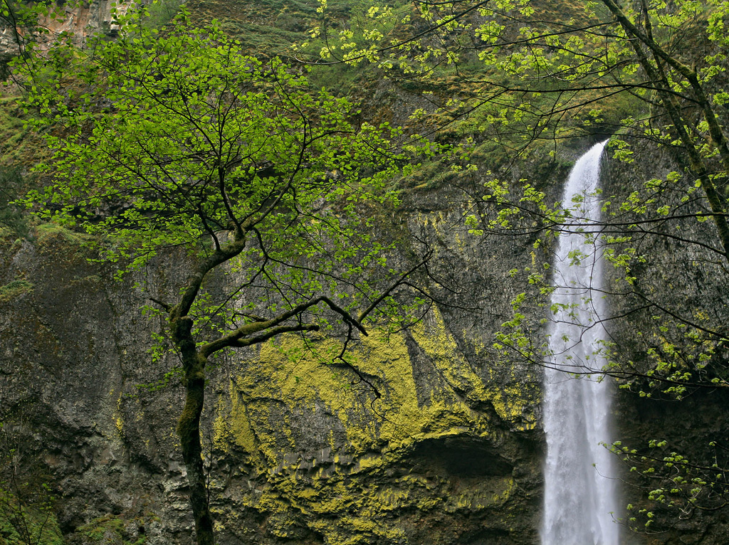 Elowah Falls