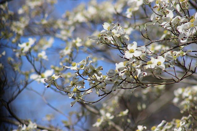 Our Dogwood trees welcoming the Spring!!