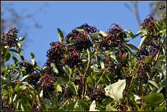 Ripe Elder Berry's