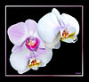 White and/or pink Orchids... ? ©UdoSm